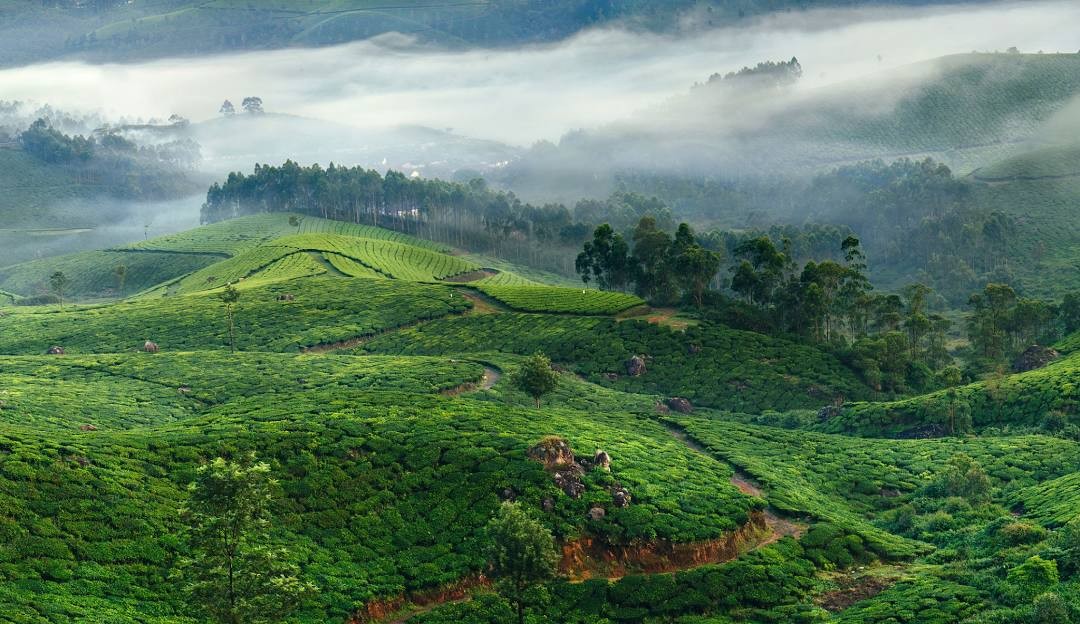Munnar tea hills, Kerala